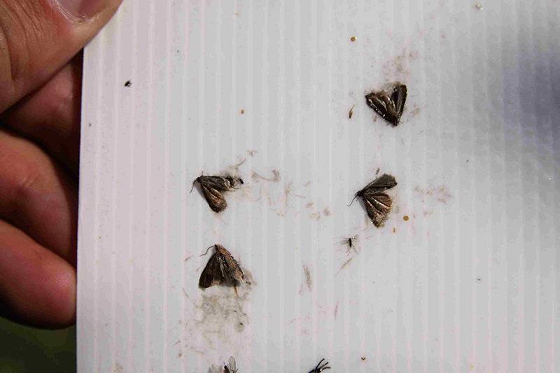 Owocówka jabłkóweczka (Cydia pomonella) – ważny szkodnik sadów jabłoniowych