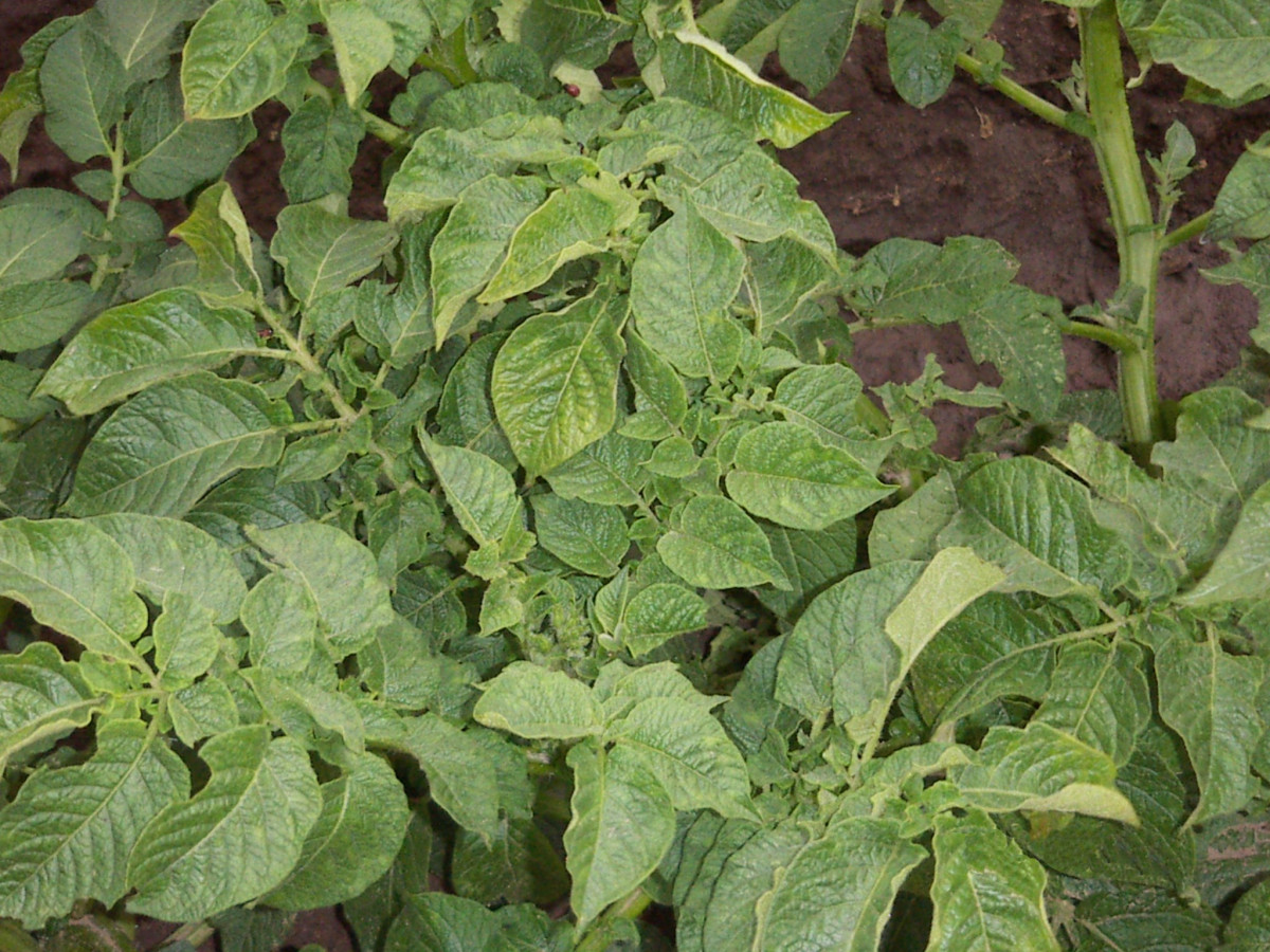 ZWALCZANIE CHWASTÓW W TERMINIE PO WSCHODACH ZIEMNIAKA