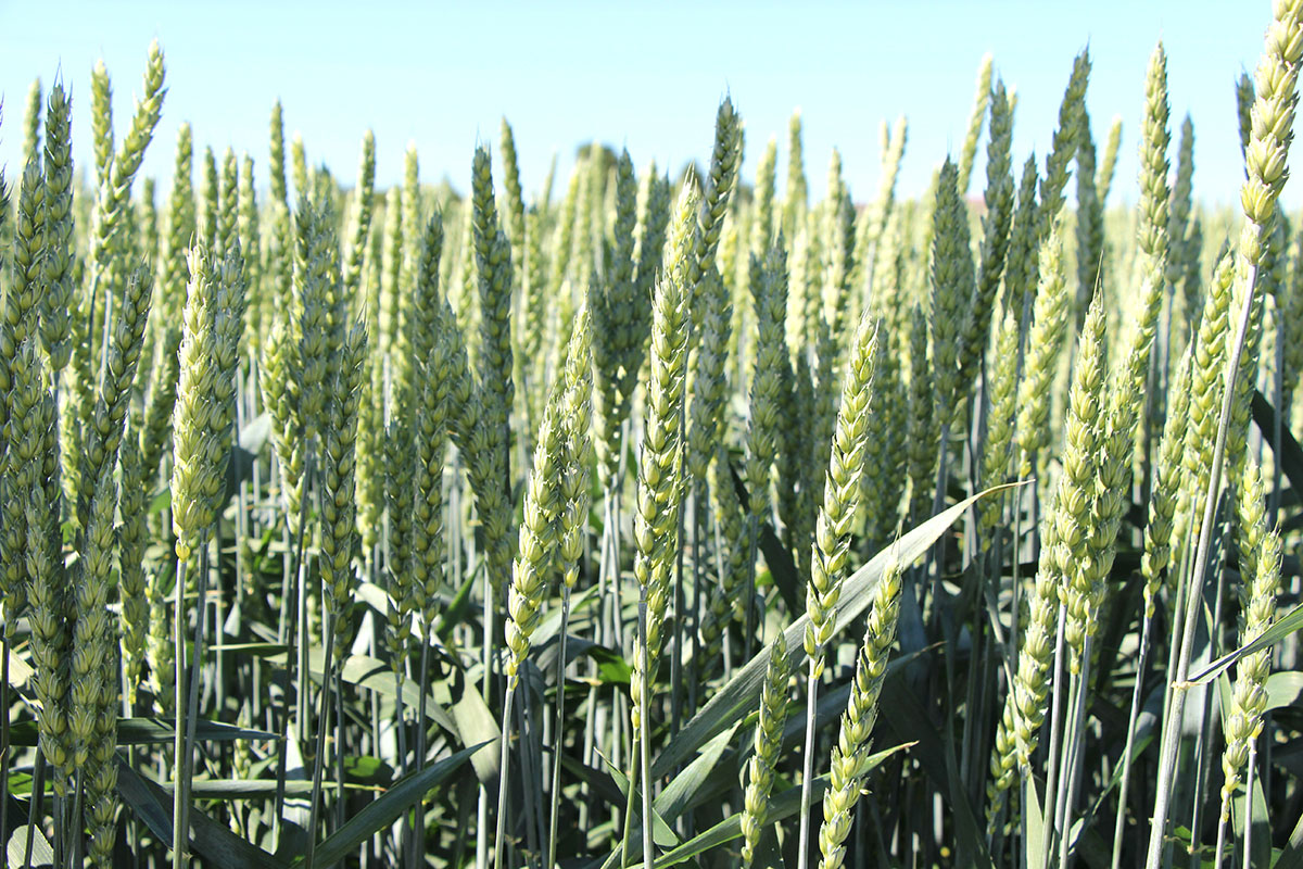 Fazy rozwojowe podstawowych zbóż w skali BBCH z komentarzem agrotechnicznym