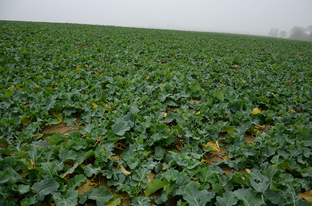 Fazy rozwojowe rzepaku ozimego w skali BBCH z komentarzem agrotechnicznym