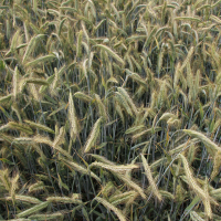 Agrotechnika żyta hybrydowego