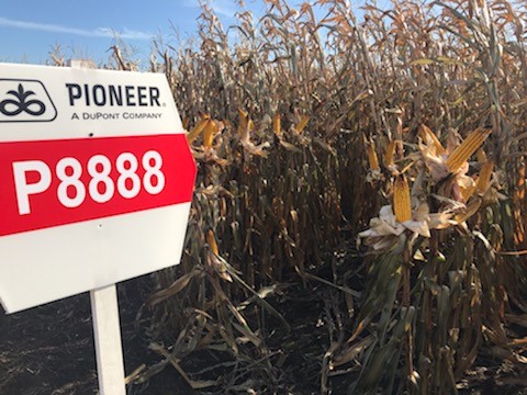 Kukurydza P8888