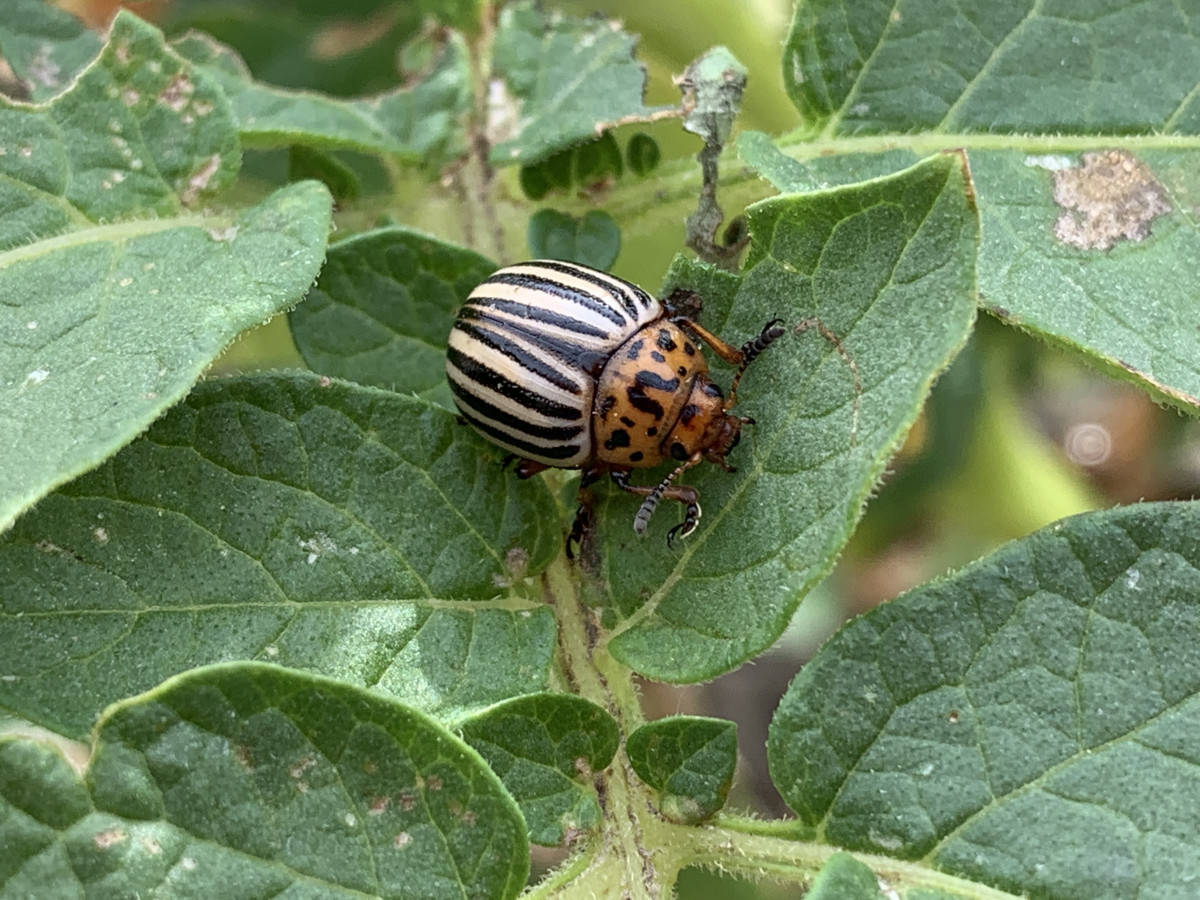 Stonka ziemniaczana